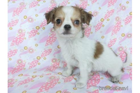 成約済の千葉県のチワワ(ロングコート)-153276の4枚目